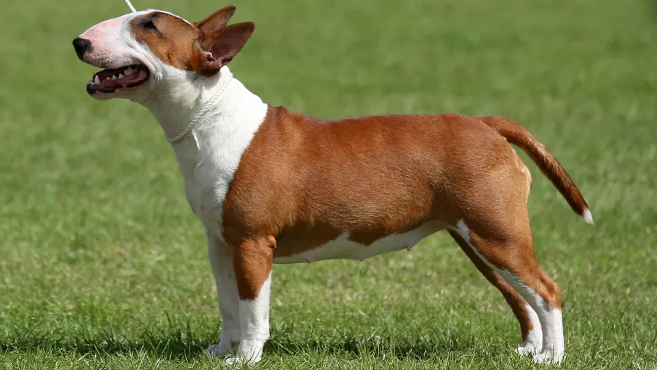 Bull Terrier (Miniature)
